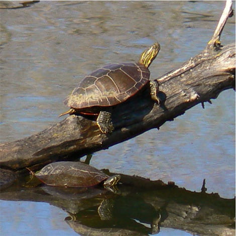 Do pond turtles hibernate in the winter like fish?