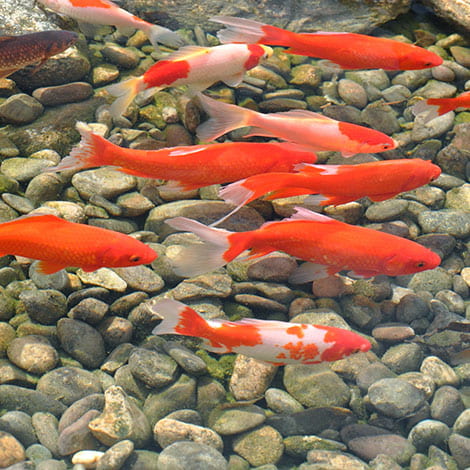 Now that my plants are gone, how do I protect my fish?