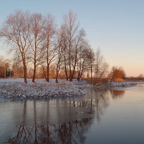 Which invasive pond weeds return after winter?