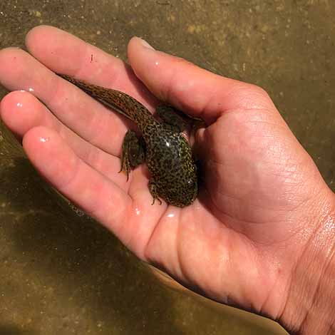 tadpoles