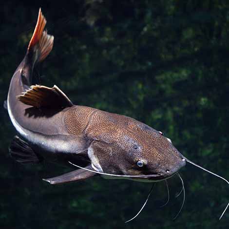 Natural food for fish clearance in pond