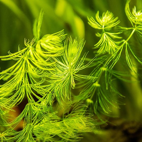 Do Pond Plants Clean the Water?