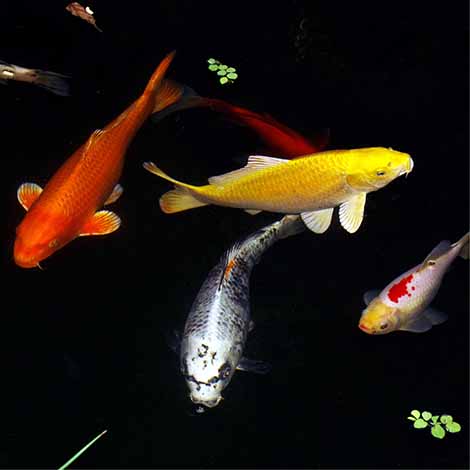 Adding Pond Dye to Water Gardens