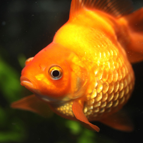 What is Dropsy in Fish?