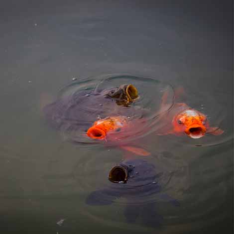  Fish Gasping for Air? Causes of Low Oxygen