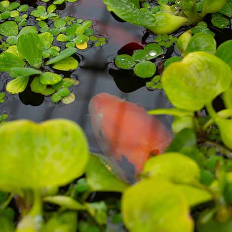 Why Are Your Fish Hiding?