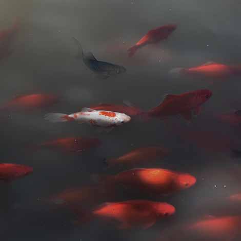 5 Reasons Pond Water Changes Are Important