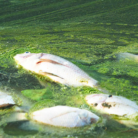 Phosphates Impact Ponds and Lakes