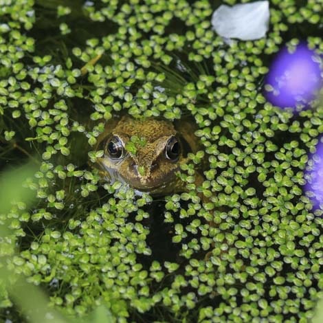 How Fast Does Duckweed Grow?