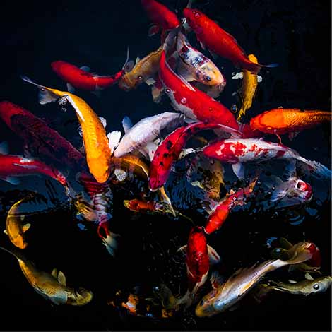 Identify Types of Koi Fish in Your Water Garden