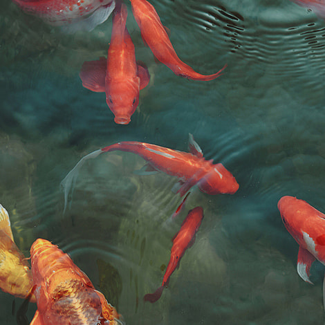 Can Koi and Goldfish Live Together?