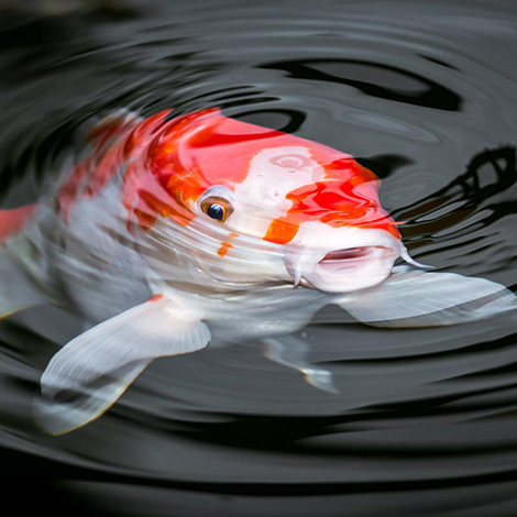 Do Koi Fish Have Teeth