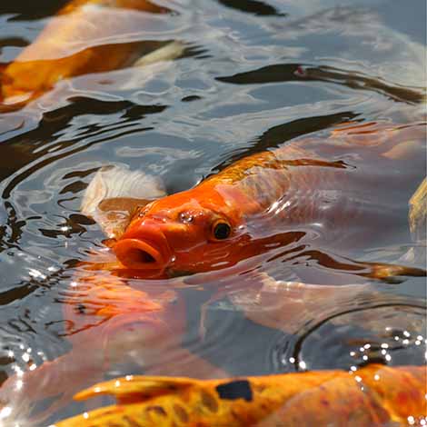 Can Koi Fish Get Sunburned?