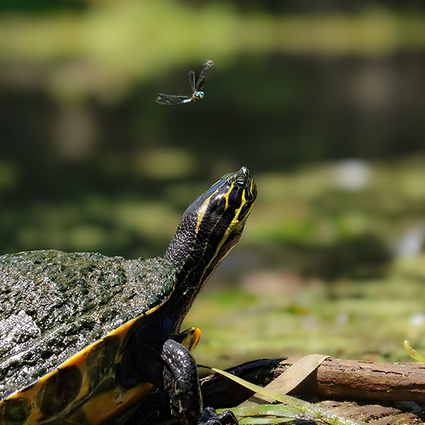 What Creatures Live in Pond Ecosystems?