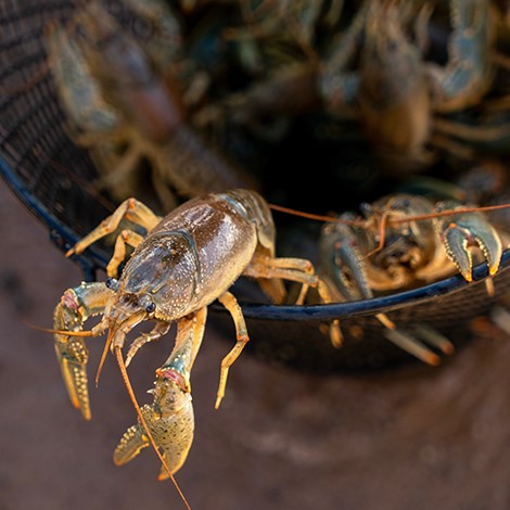 How to Farm Crawfish
