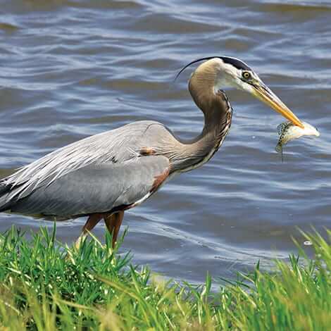 How to Deter Herons