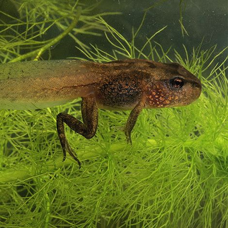 Freshwater Frogs of North America