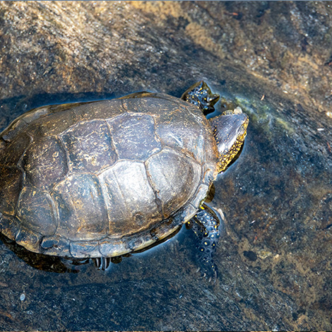 Freshwater Turtles of North America