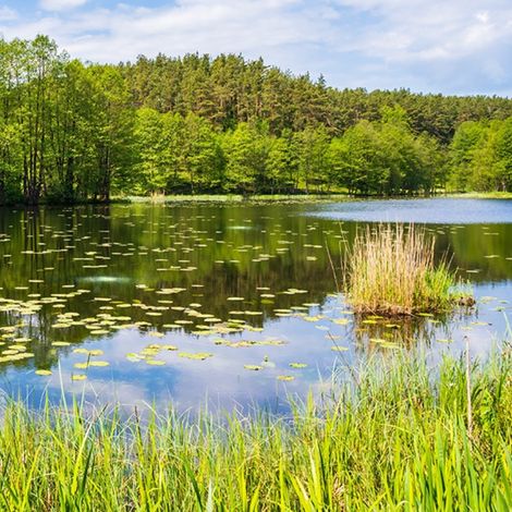 How Can I Grow Beneficial Bacteria for Ponds?