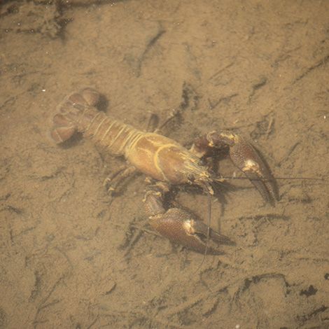 How Do I Make a Good Crayfish Habitat?