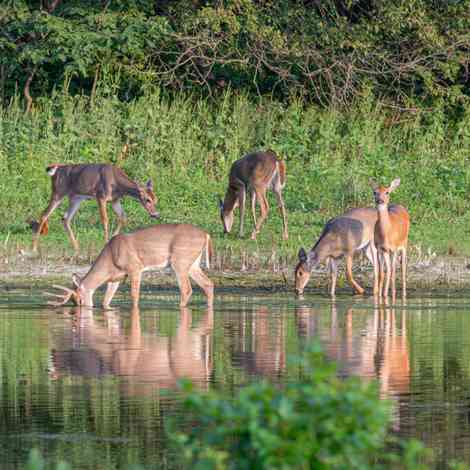 Natural Wildlife Ponds: Building and Maintenance