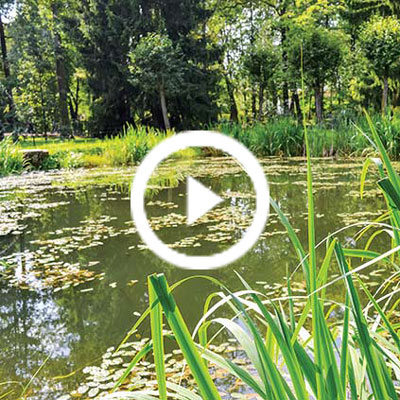 Weed Treatment Options