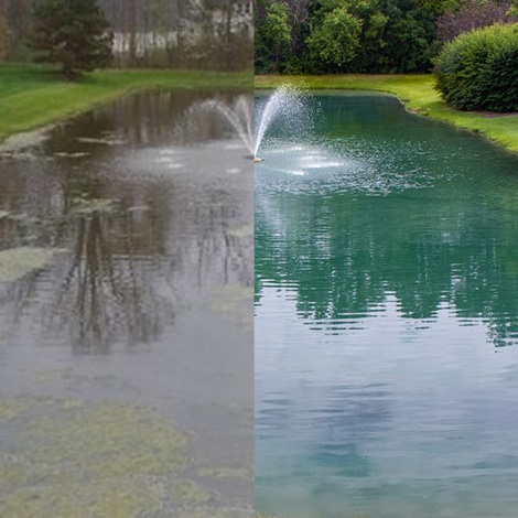 How to Clear Murky Pond Water Naturally