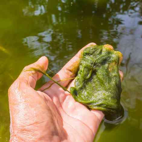 How Does Copper Kill Algae?