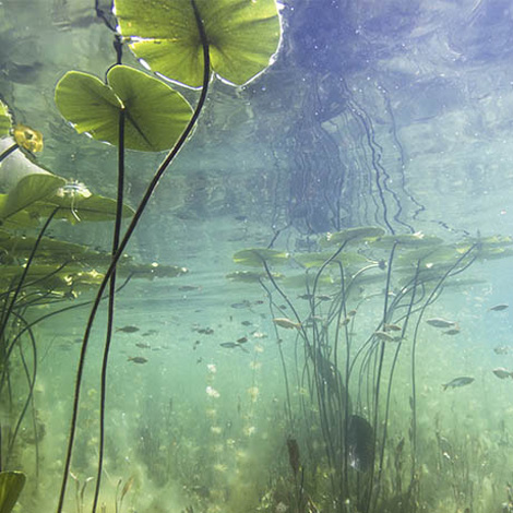 How Do You Kill Lily Pads Without Harming Fish?