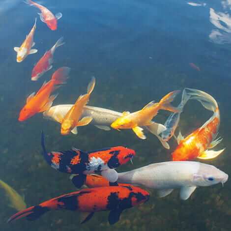 bloated koi fish