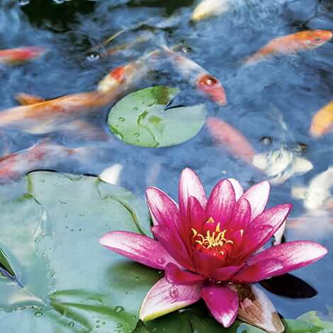 How to Pick Aquatic Plants, Plant Care