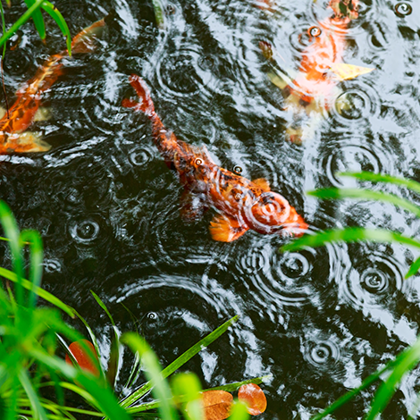 Protecting Your Koi Pond in a Power Outage