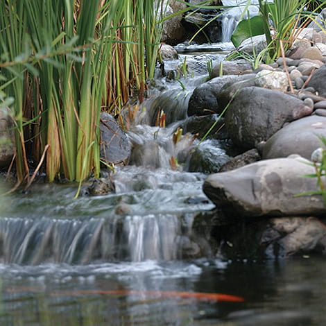 Should I Build a Pond or a Pondless Water Feature?