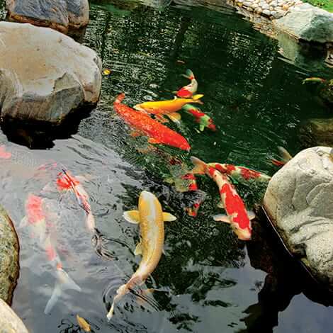 Preventing Sick Fish