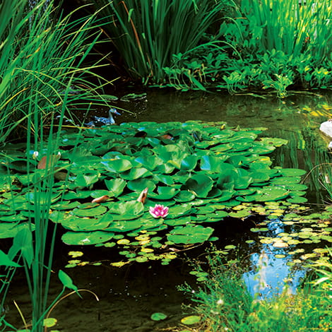 Pond Plant Maintenance - Season by Season