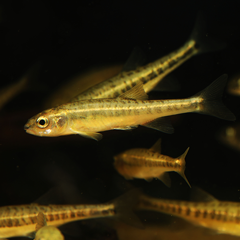 The Best Fish for Small Ponds