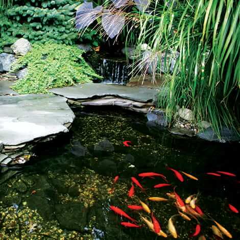 Understanding the Nitrogen Cycle in Water