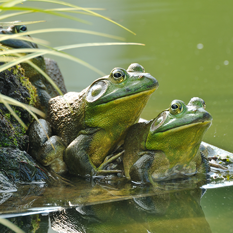 How Do I Attract Frogs to My Backyard Pond?