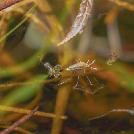 Do Koi Ponds Attract Mosquitoes?