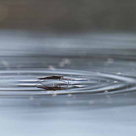 Will a Water Feature Bring in Mosquitoes?