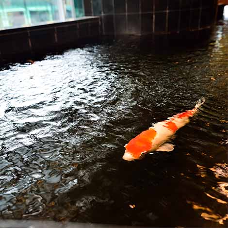 Overwintering Koi Fish Indoors