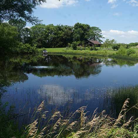 How to Tell If Your Pond is Properly Aerated