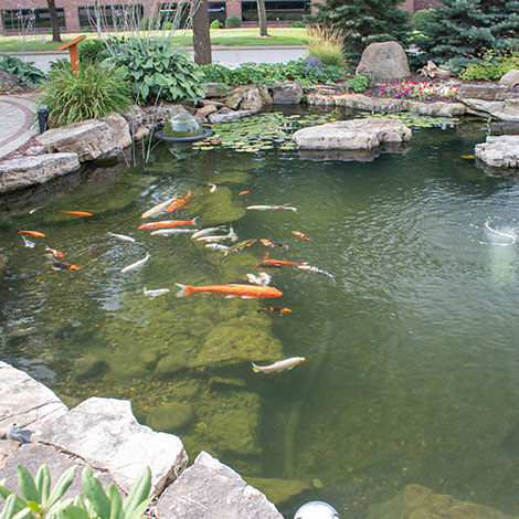 Using Nets To Keep Fall Leaves Out of Your Garden or Koi Pond