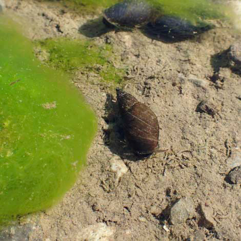 What Do Pond Snails Eat?