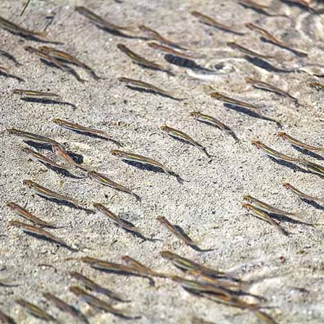 Why Fish Swim in Schools