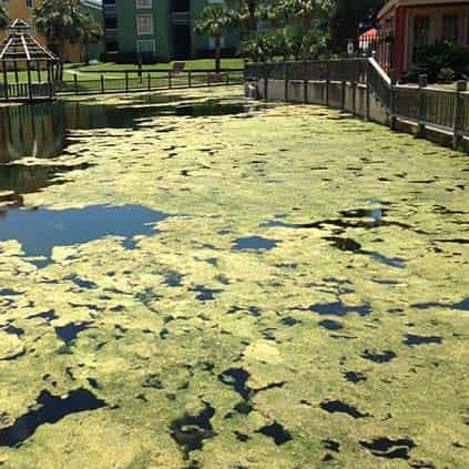Algae Control