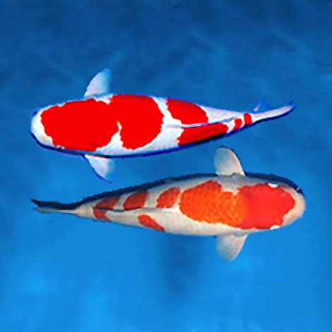 Identifying Male vs Female Koi