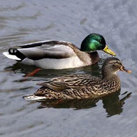 I would love to have ducks at my pond. Is there any harm, and how do I