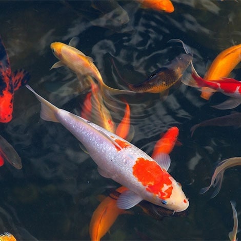 giant koi carp fish