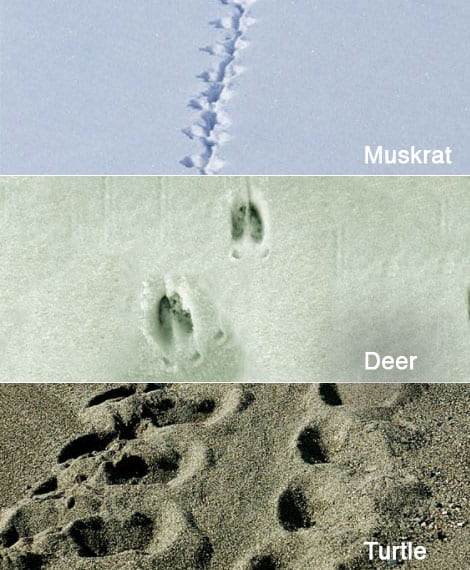 muskrat tracks in snow